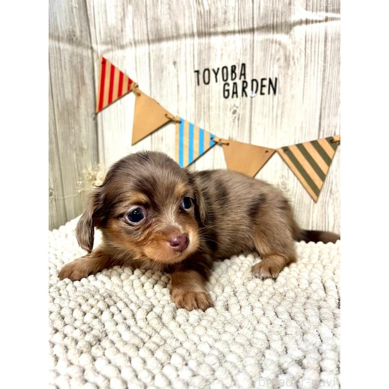 販売中の佐賀県のチワックス:チワワ×ミニチュアダックスフンド-450285の3枚目