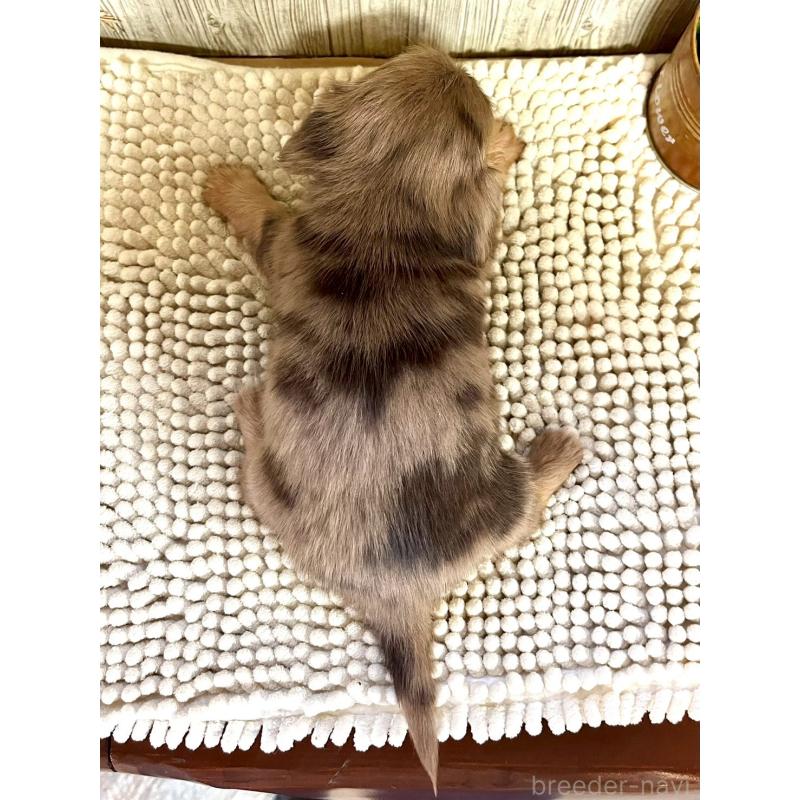 販売中の佐賀県のチワックス:チワワ×ミニチュアダックスフンド-450285の2枚目