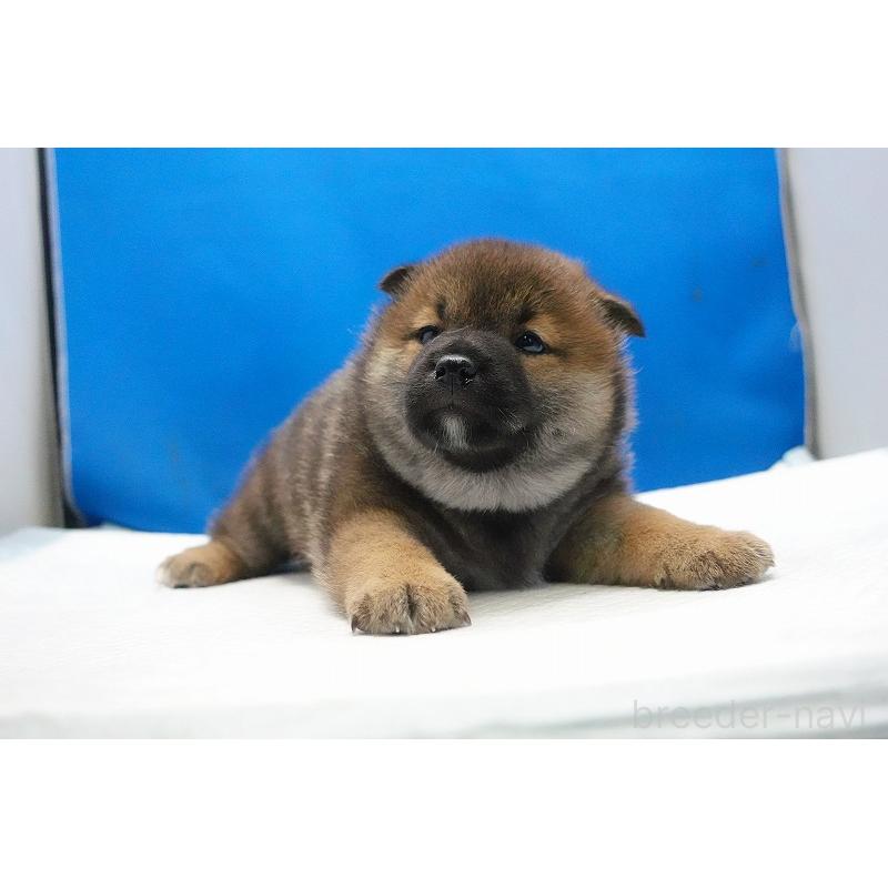 販売中の愛知県の柴犬-450286の8枚目