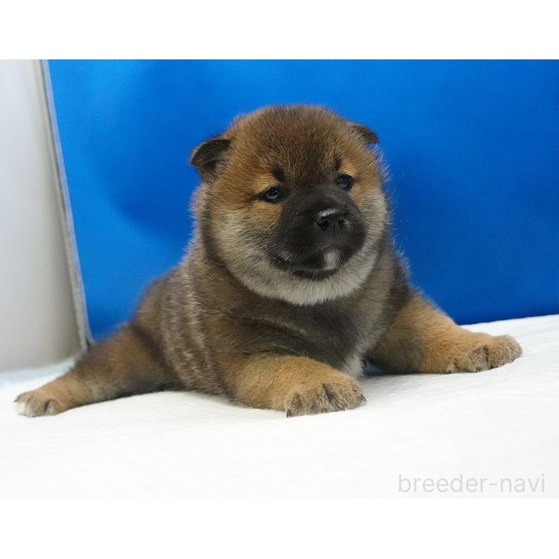 販売中の愛知県の柴犬-450286の7枚目