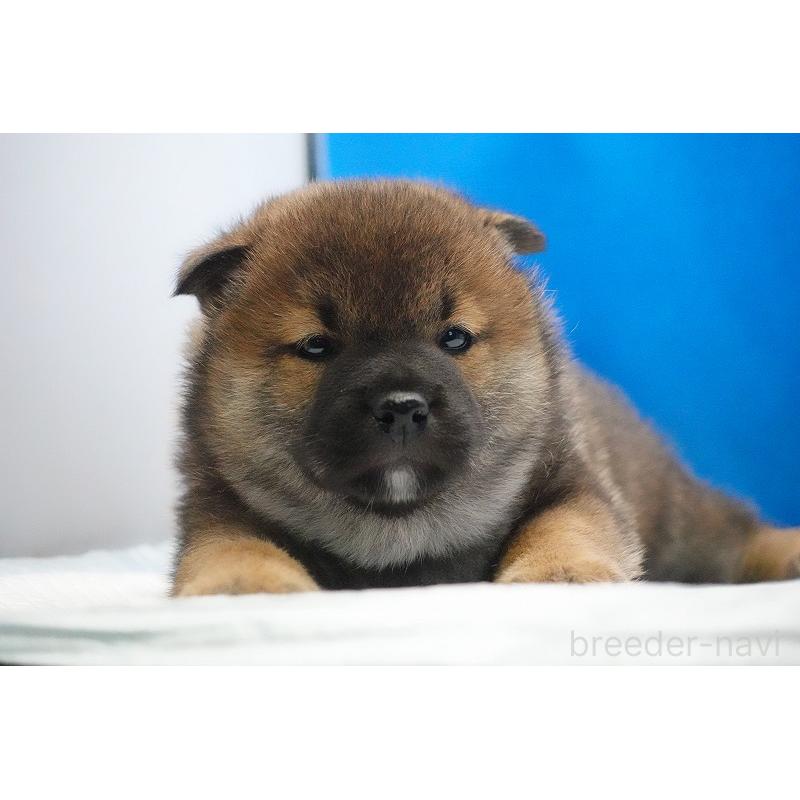 販売中の愛知県の柴犬-450286の6枚目