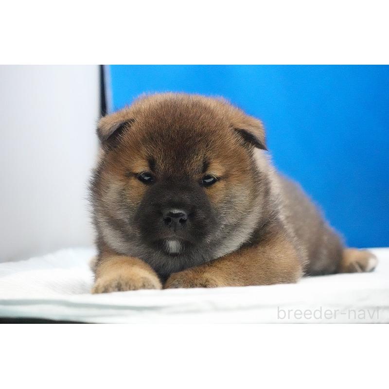 販売中の愛知県の柴犬-450286の5枚目