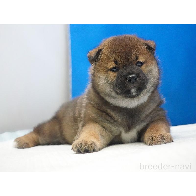 販売中の愛知県の柴犬-450286の4枚目