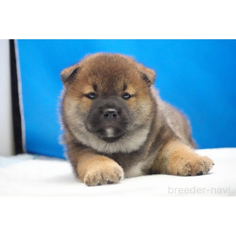 販売中の愛知県の柴犬-450286の2枚目