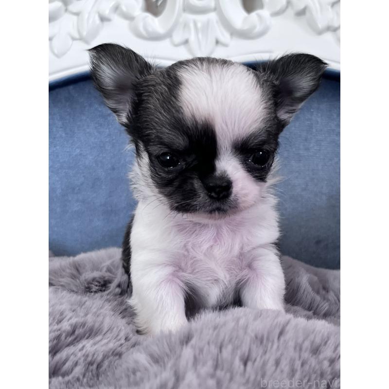 販売中の山口県のチワワ(ロングコート)-450288の4枚目