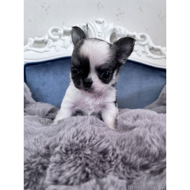 販売中の山口県のチワワ(ロングコート)-450288の3枚目