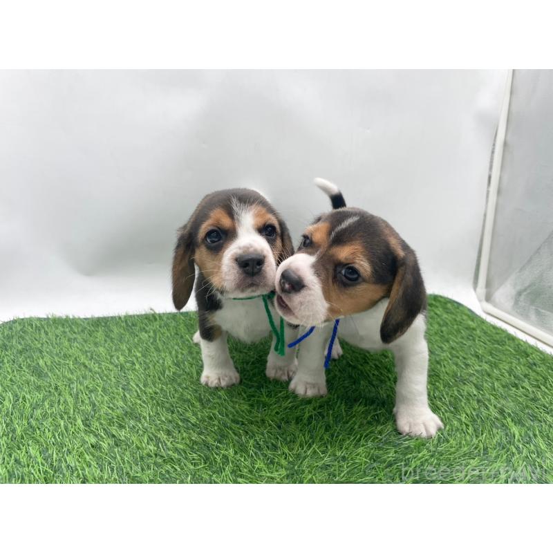 販売中の愛知県のビーグル-450287の6枚目