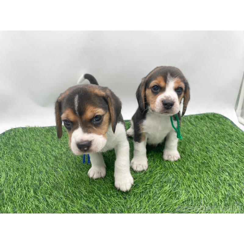 販売中の愛知県のビーグル-450287の5枚目