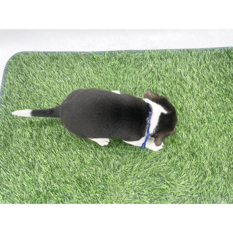 販売中の愛知県のビーグル-450287の4枚目