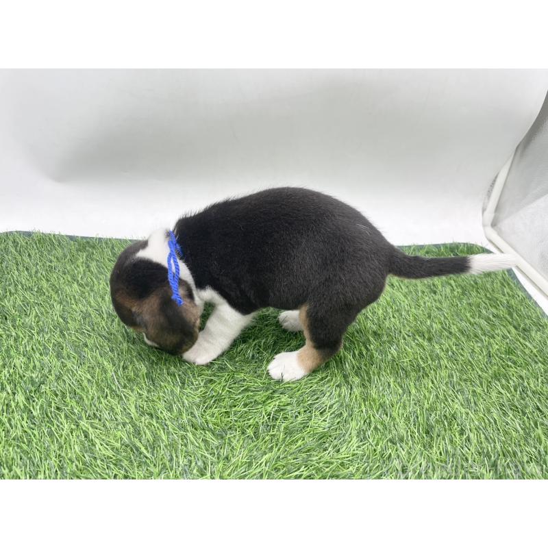 販売中の愛知県のビーグル-450287の3枚目