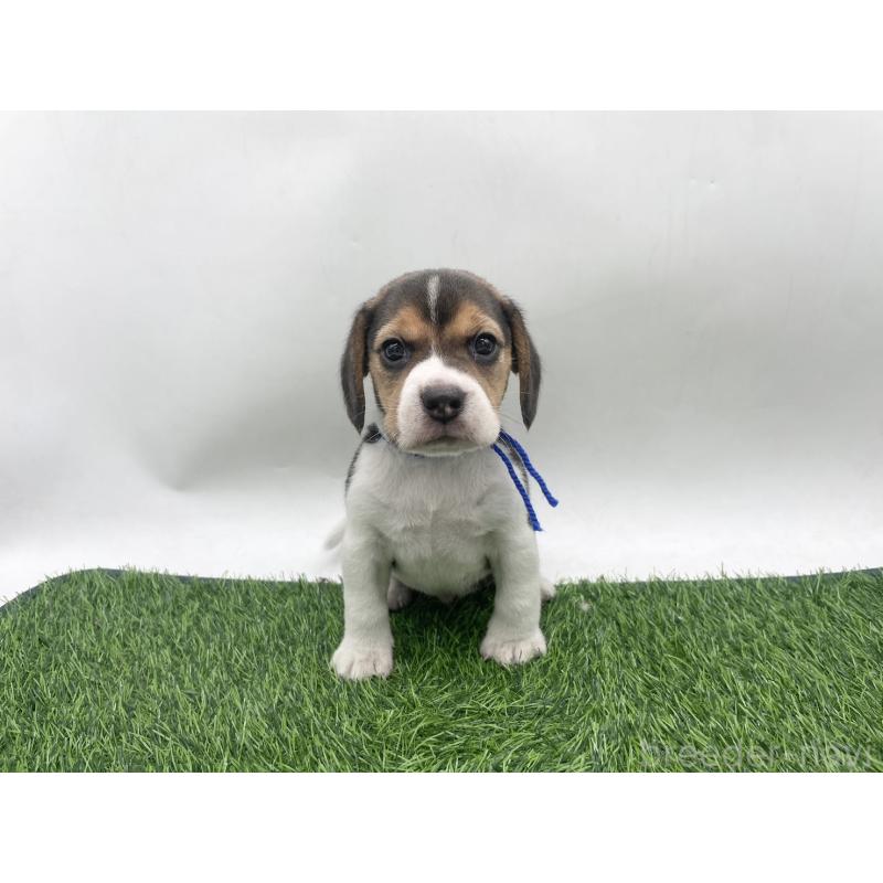 販売中の愛知県のビーグル-450287の2枚目