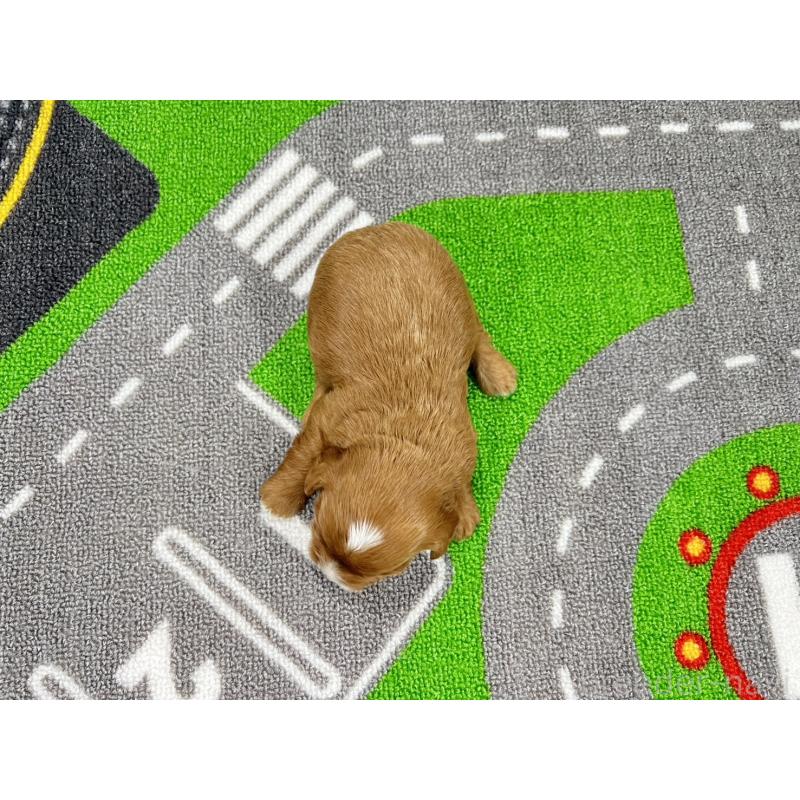 販売中の愛知県のキャバプー:キャバリア×トイプードル-450289の5枚目