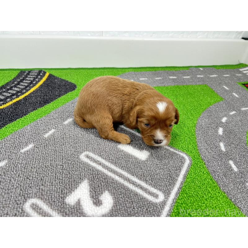 販売中の愛知県のキャバプー:キャバリア×トイプードル-450289の2枚目