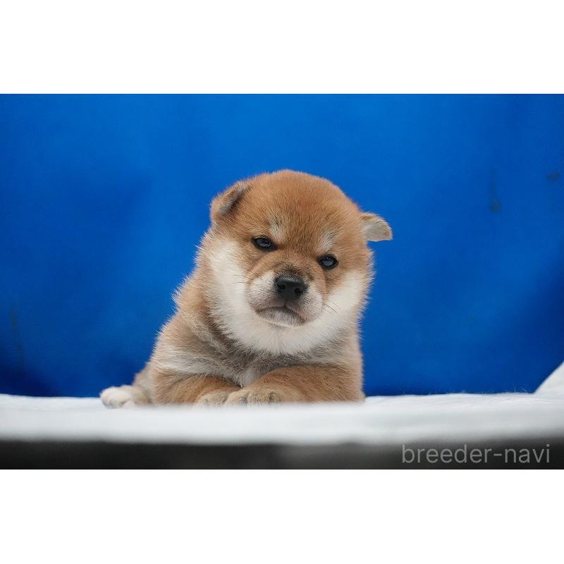 販売中の愛知県の柴犬-450290の13枚目