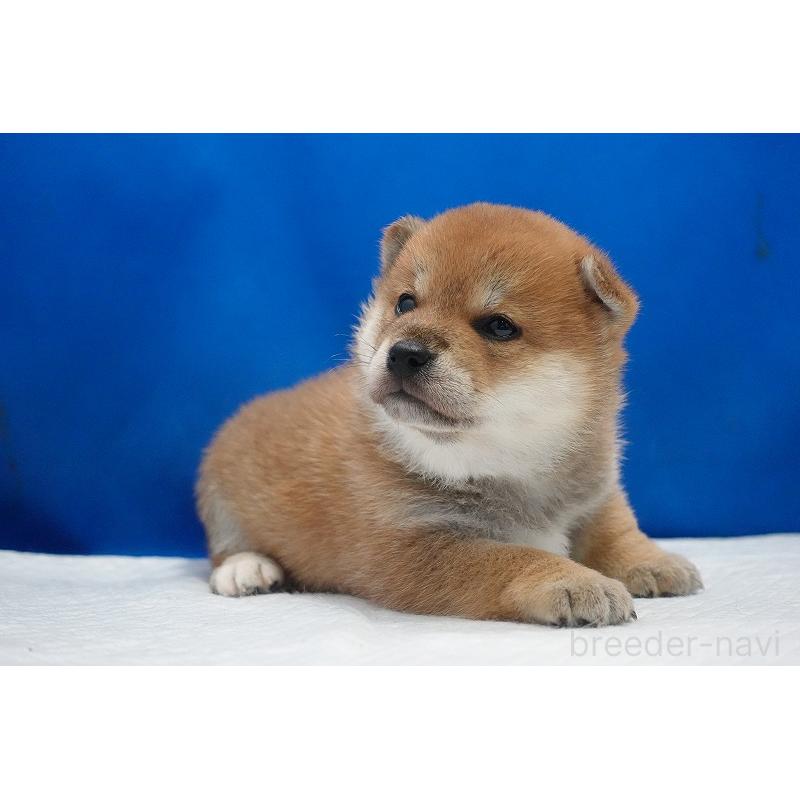 販売中の愛知県の柴犬-450290の12枚目