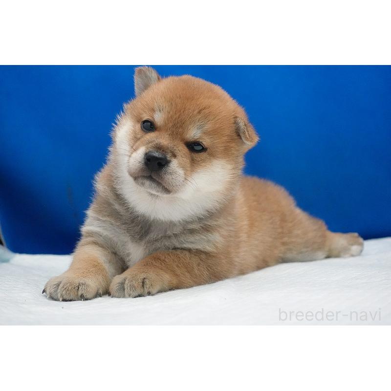 販売中の愛知県の柴犬-450290の11枚目