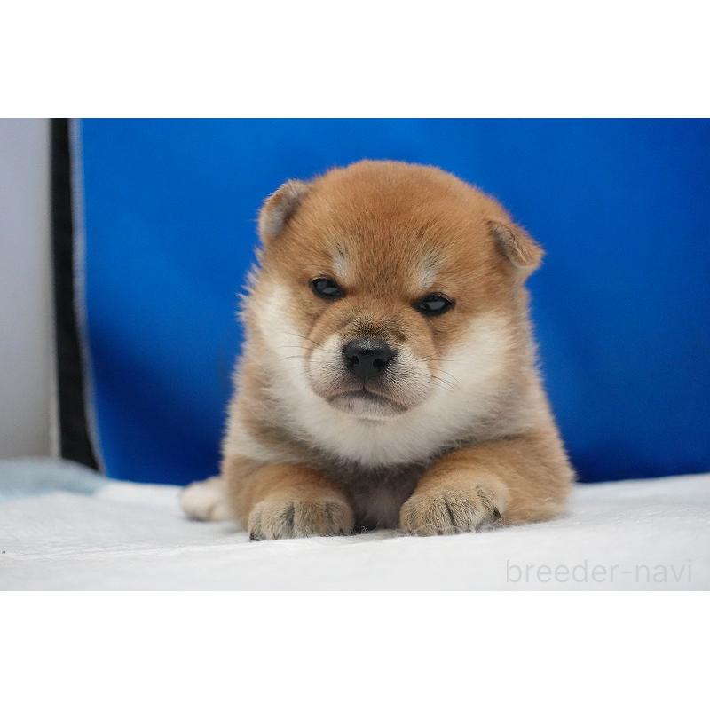 販売中の愛知県の柴犬-450290の10枚目