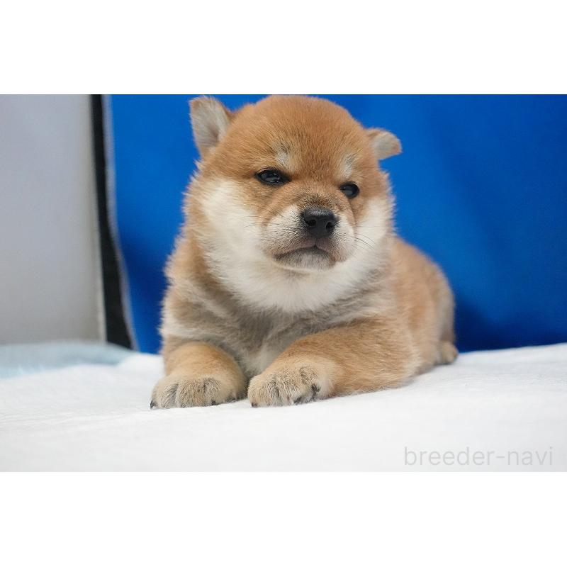 販売中の愛知県の柴犬-450290の8枚目