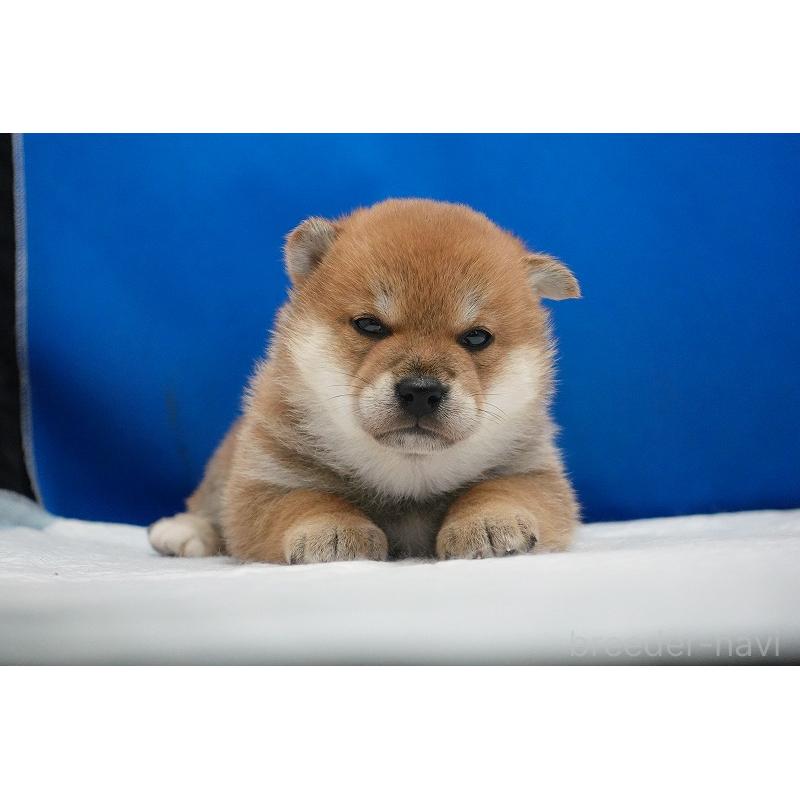 販売中の愛知県の柴犬-450290の9枚目