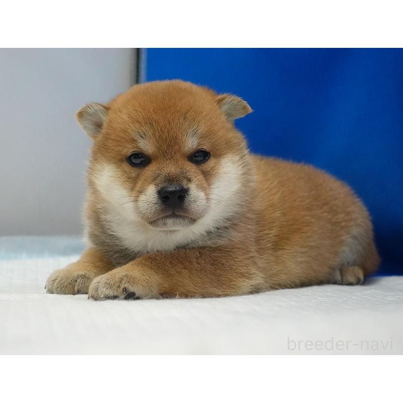 販売中の愛知県の柴犬-450290の7枚目