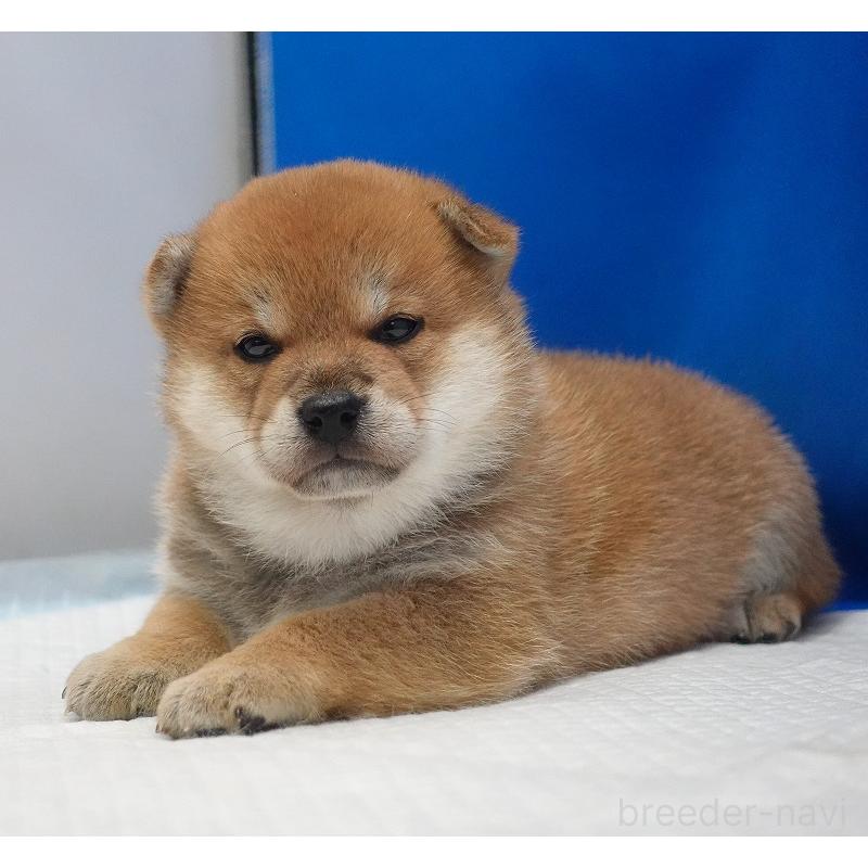 販売中の愛知県の柴犬-450290の5枚目