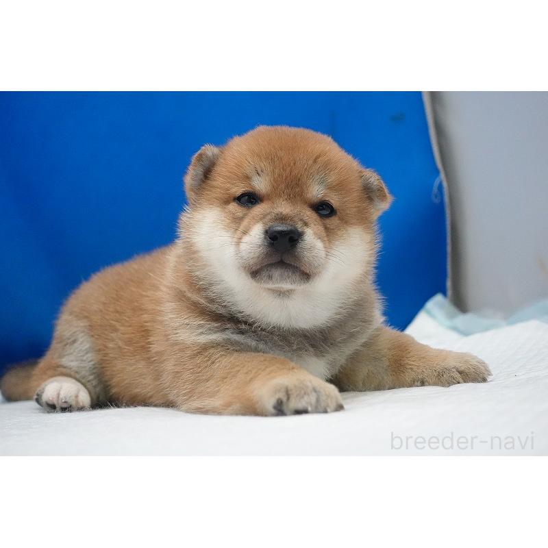 販売中の愛知県の柴犬-450290の4枚目