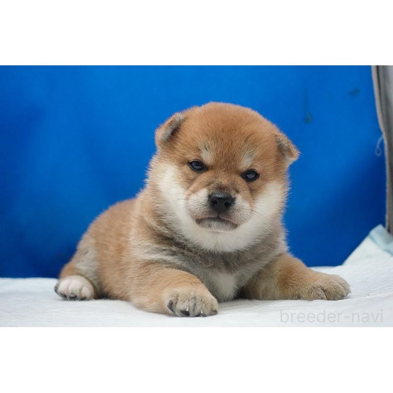 販売中の愛知県の柴犬-450290の3枚目