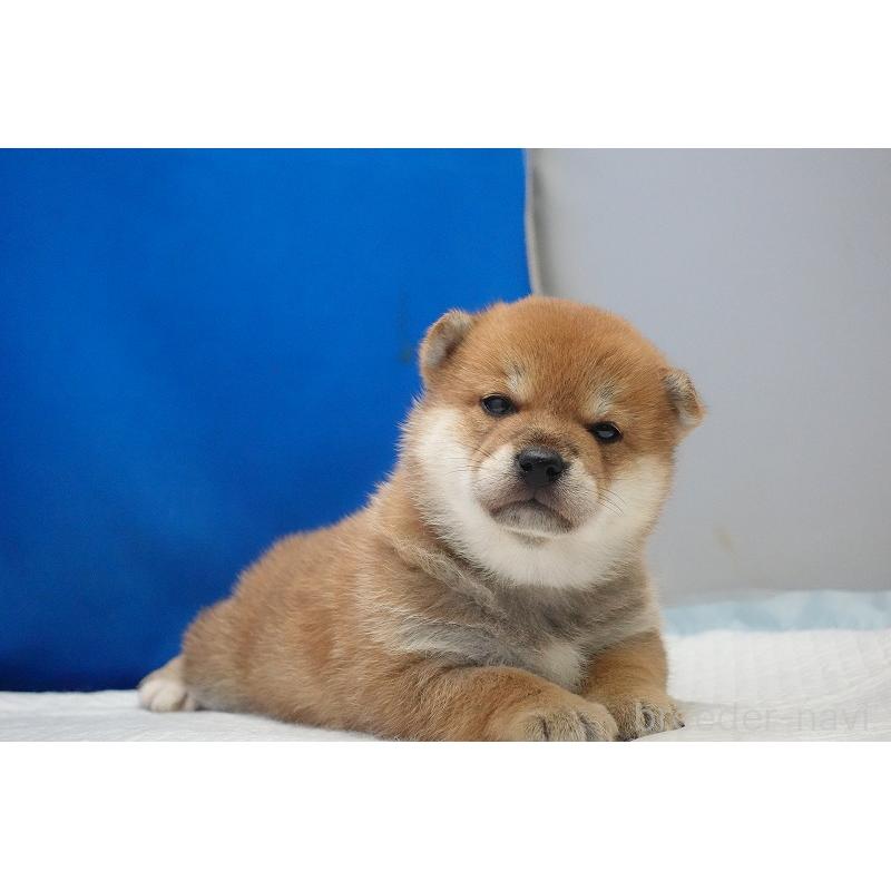 販売中の愛知県の柴犬-450290の2枚目