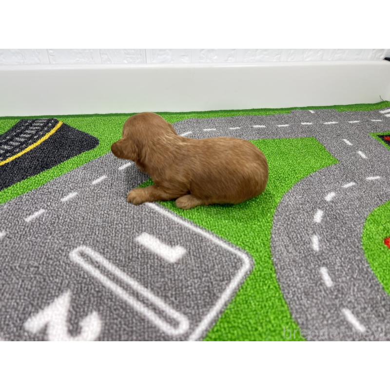 販売中の愛知県のキャバプー:キャバリア×トイプードル-450291の6枚目