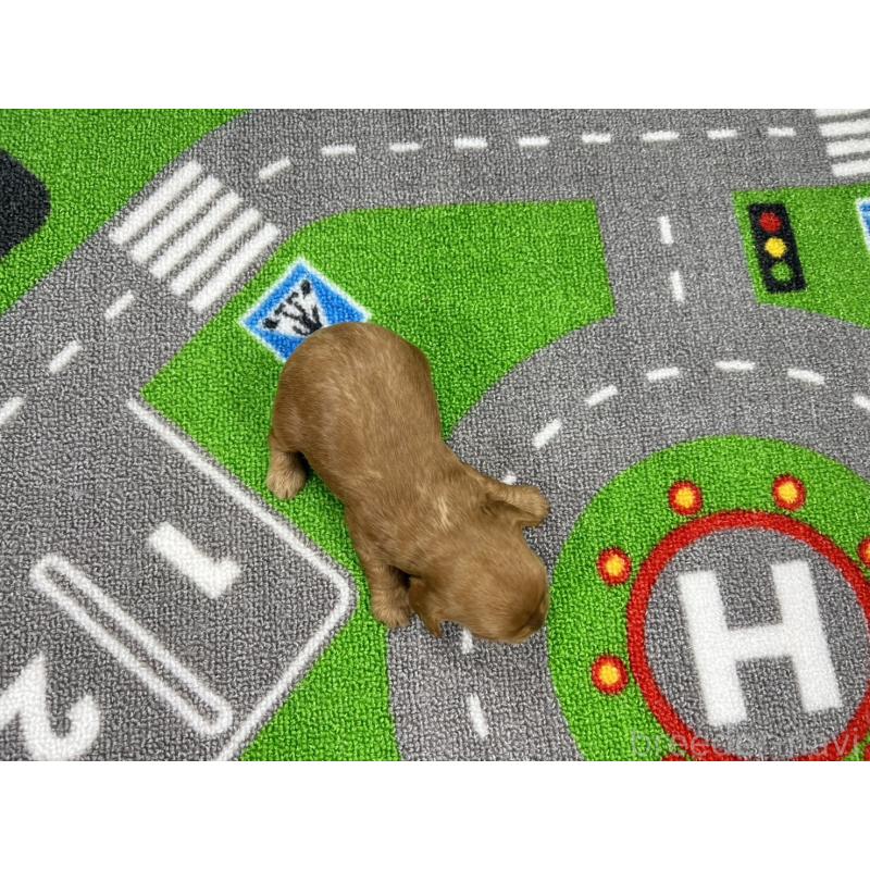 販売中の愛知県のキャバプー:キャバリア×トイプードル-450291の5枚目