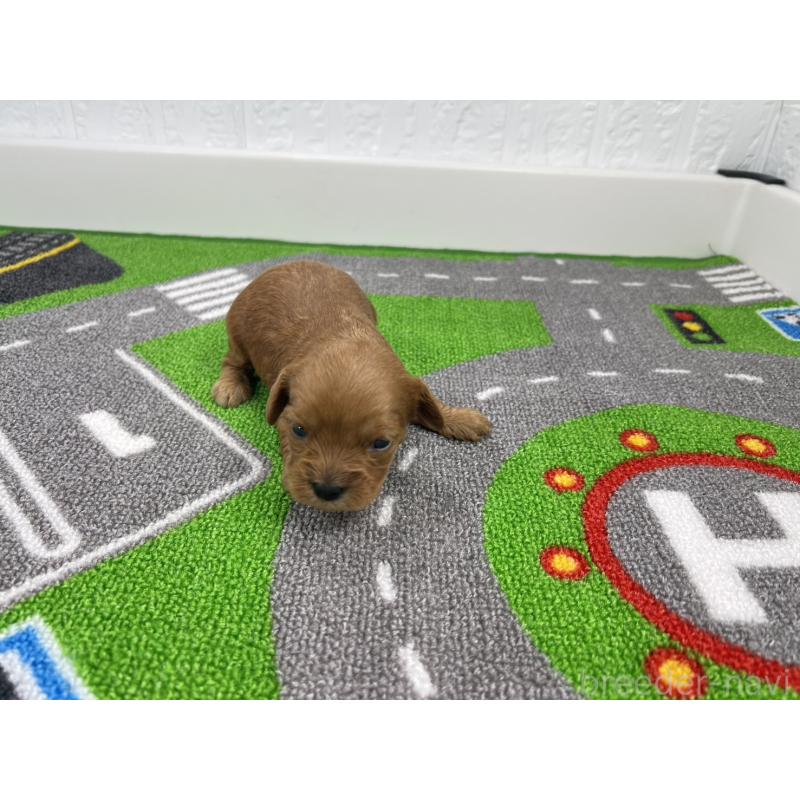 販売中の愛知県のキャバプー:キャバリア×トイプードル-450291の4枚目