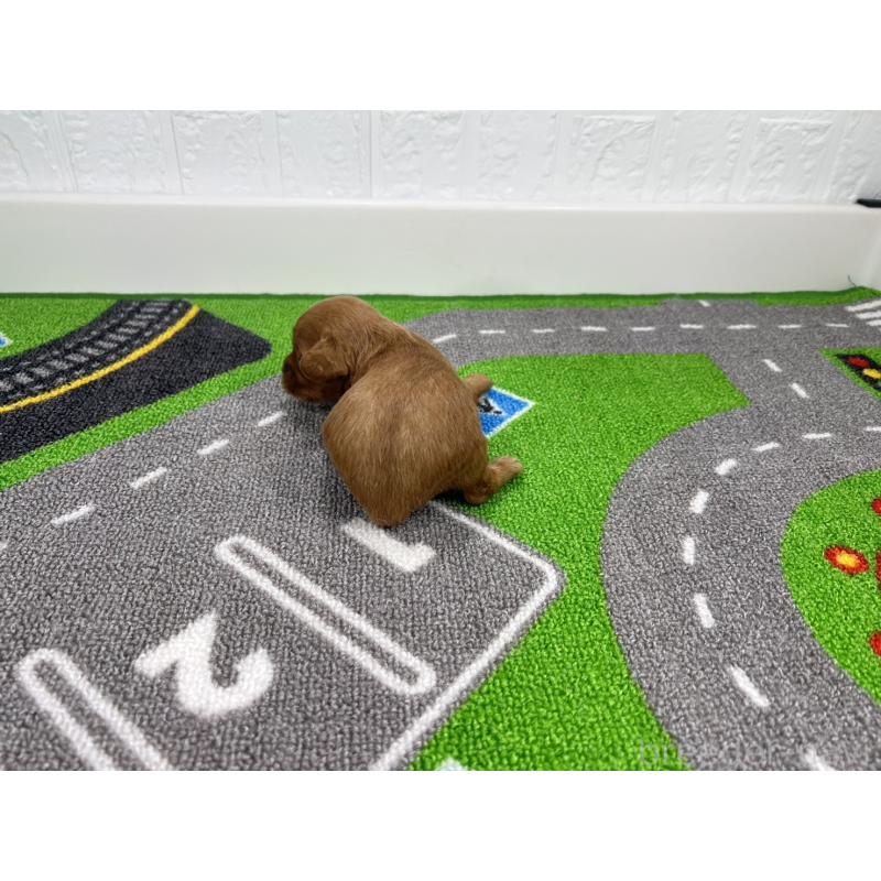 販売中の愛知県のキャバプー:キャバリア×トイプードル-450291の3枚目