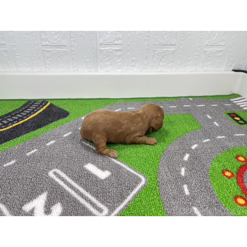 販売中の愛知県のキャバプー:キャバリア×トイプードル-450291の2枚目