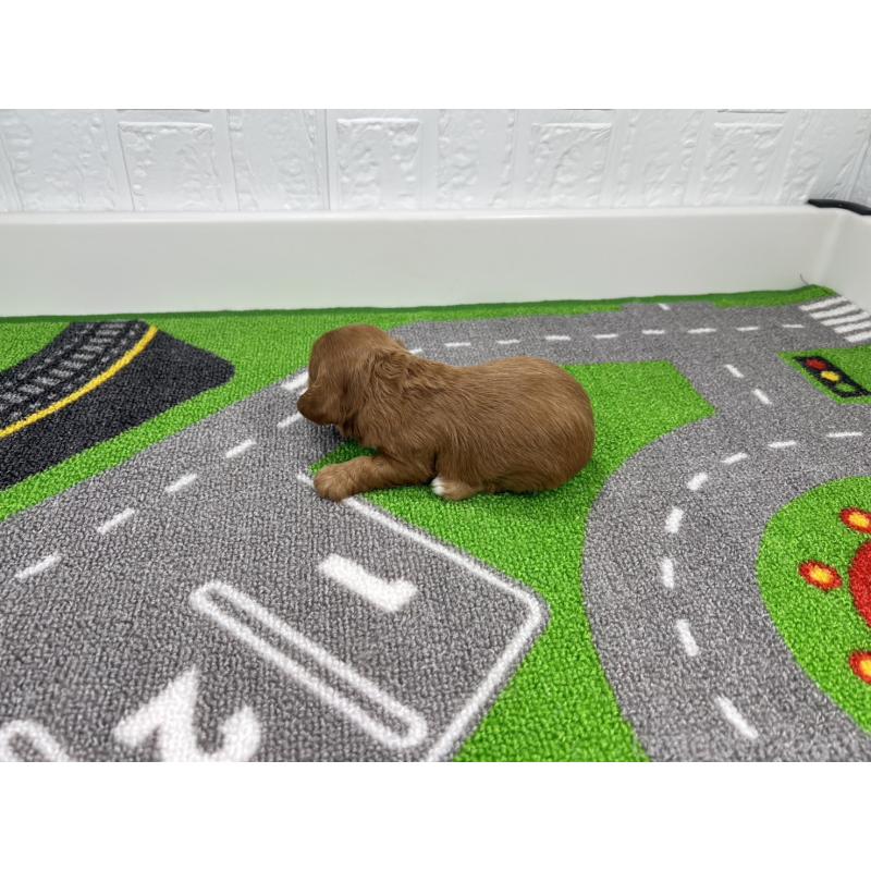 販売中の愛知県のキャバプー:キャバリア×トイプードル-450292の6枚目