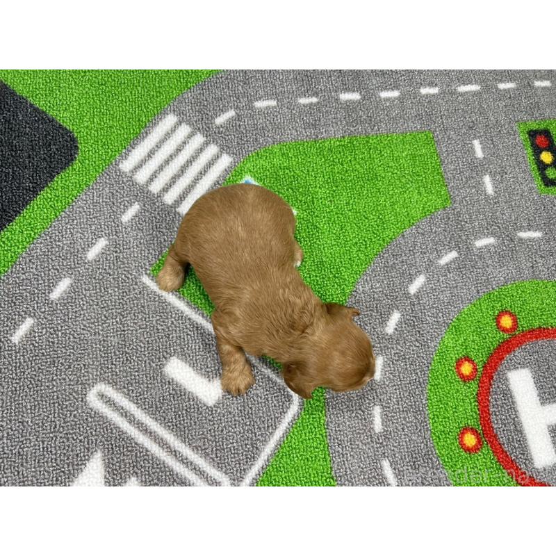 販売中の愛知県のキャバプー:キャバリア×トイプードル-450292の5枚目