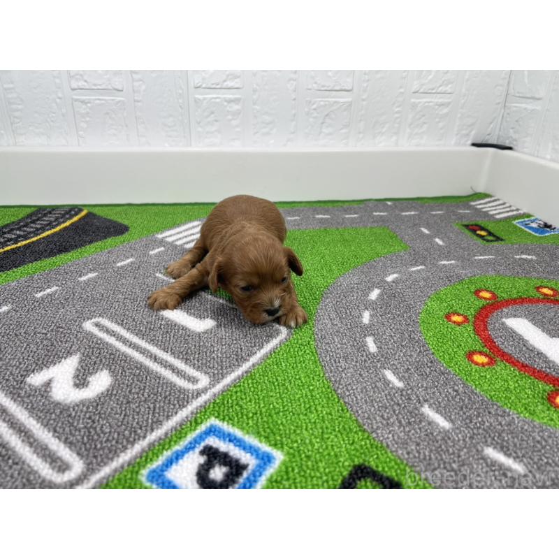 販売中の愛知県のキャバプー:キャバリア×トイプードル-450292の4枚目