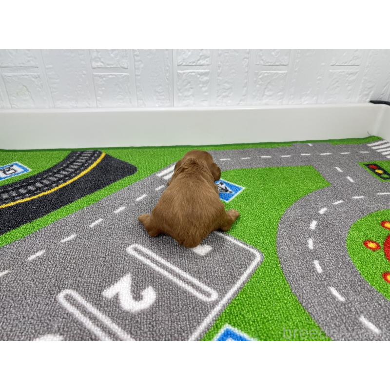 販売中の愛知県のキャバプー:キャバリア×トイプードル-450292の3枚目