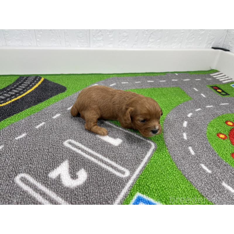 販売中の愛知県のキャバプー:キャバリア×トイプードル-450292の2枚目