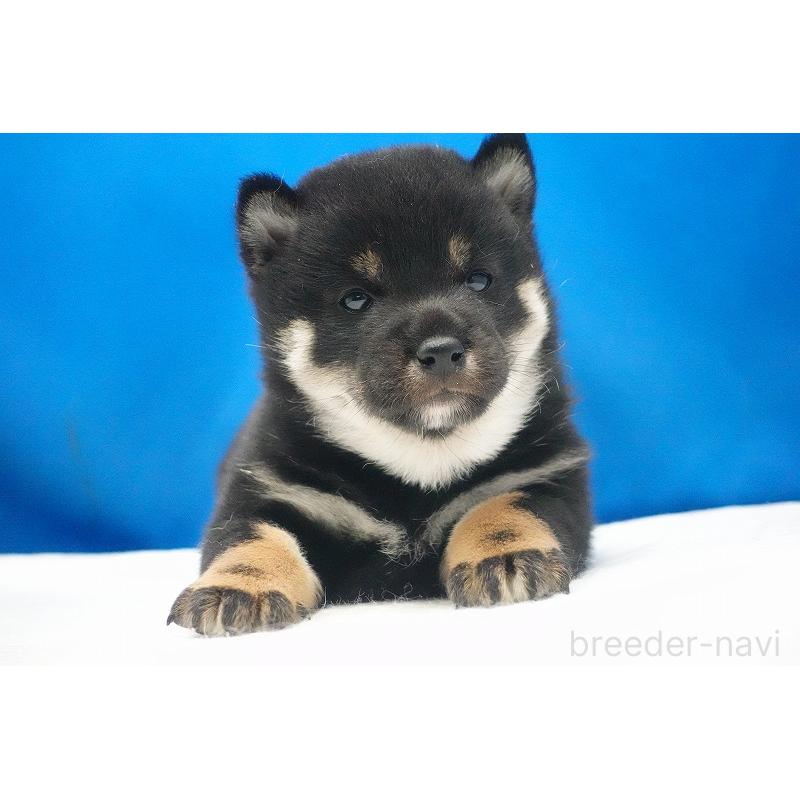 販売中の愛知県の柴犬-450294の11枚目