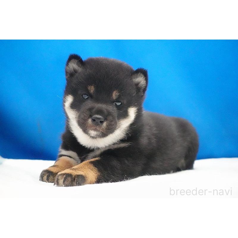 販売中の愛知県の柴犬-450294の9枚目