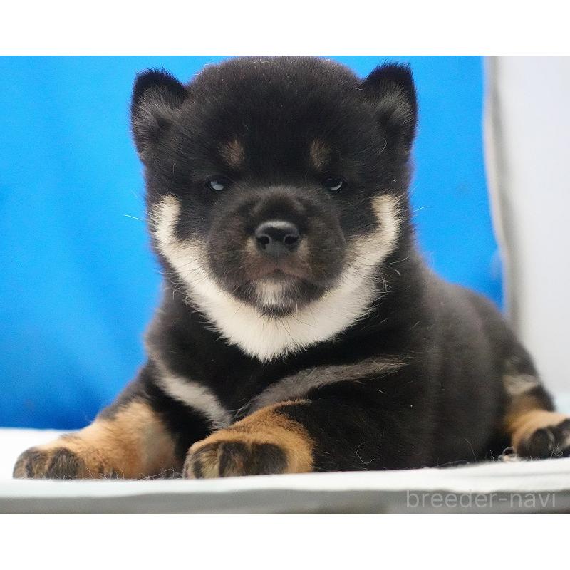 販売中の愛知県の柴犬-450294の8枚目