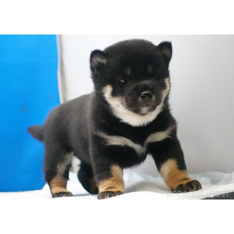 販売中の愛知県の柴犬-450294の7枚目