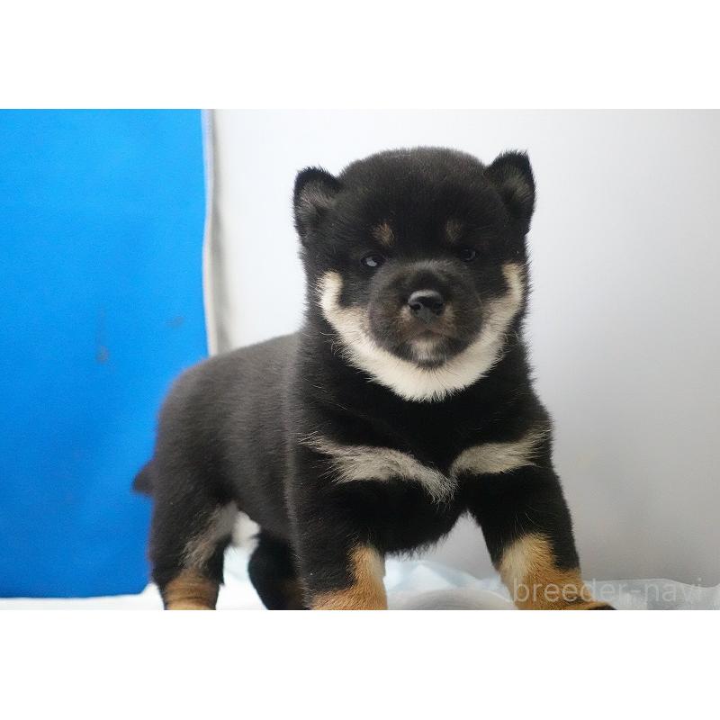 販売中の愛知県の柴犬-450294の6枚目