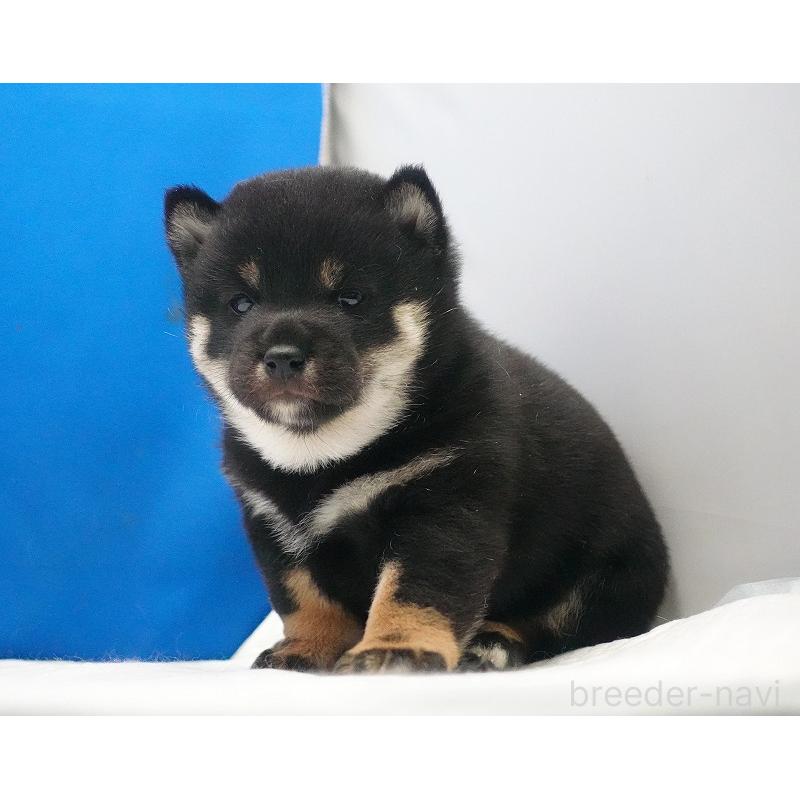 販売中の愛知県の柴犬-450294の4枚目