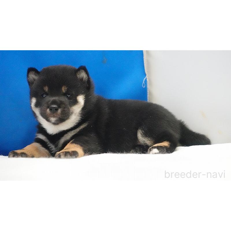 販売中の愛知県の柴犬-450294の5枚目