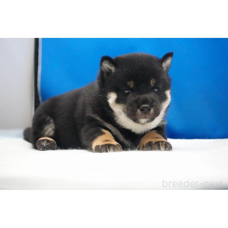 販売中の愛知県の柴犬-450294の2枚目