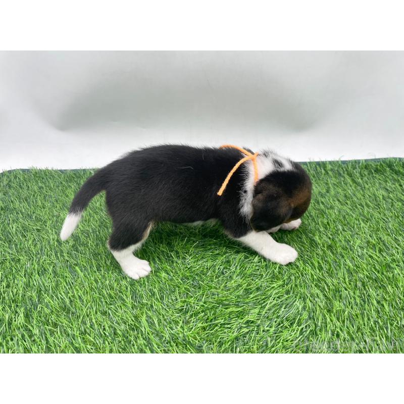 販売中の愛知県のビーグル-450295の3枚目