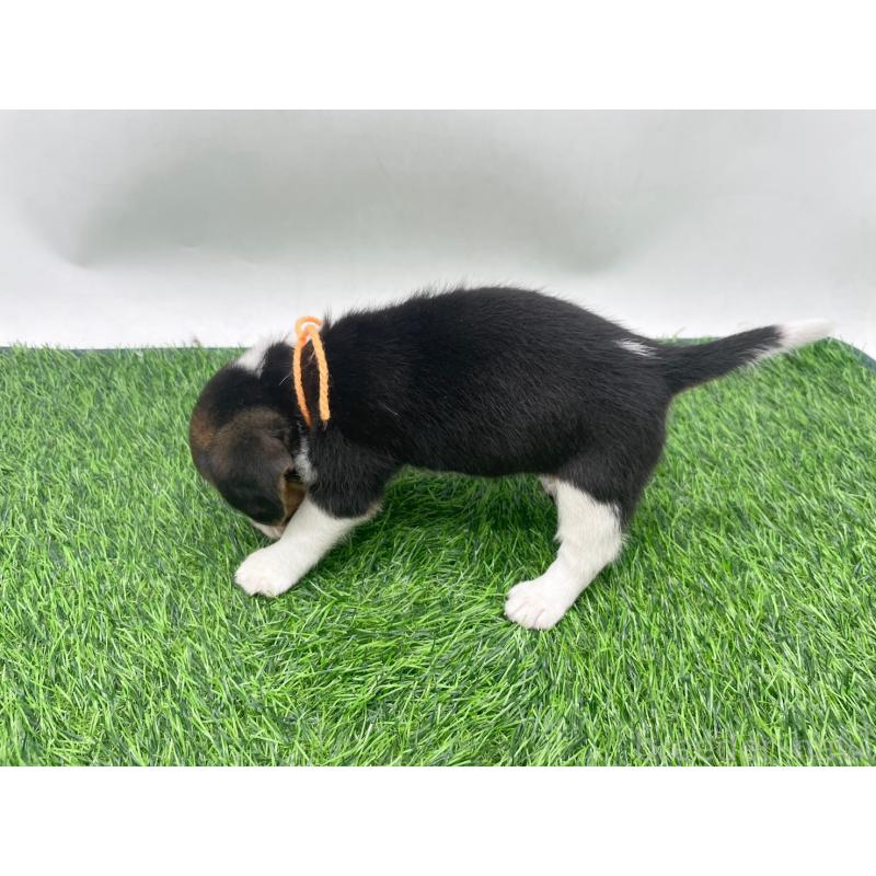 販売中の愛知県のビーグル-450295の2枚目