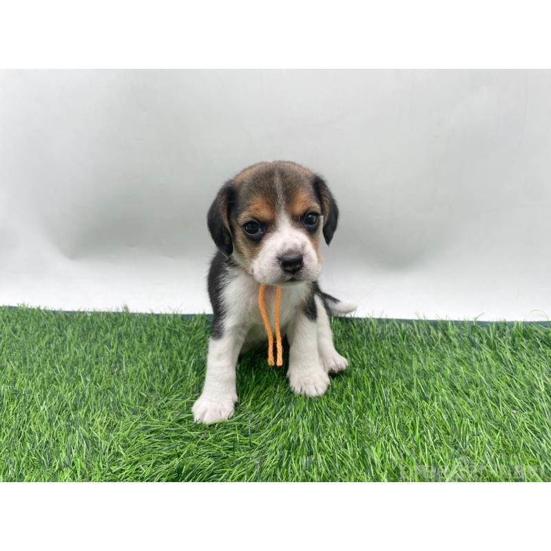 販売中の愛知県のビーグル-450295