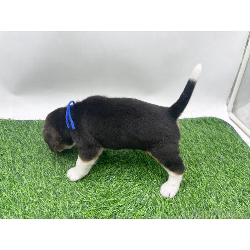 販売中の愛知県のビーグル-450296の5枚目